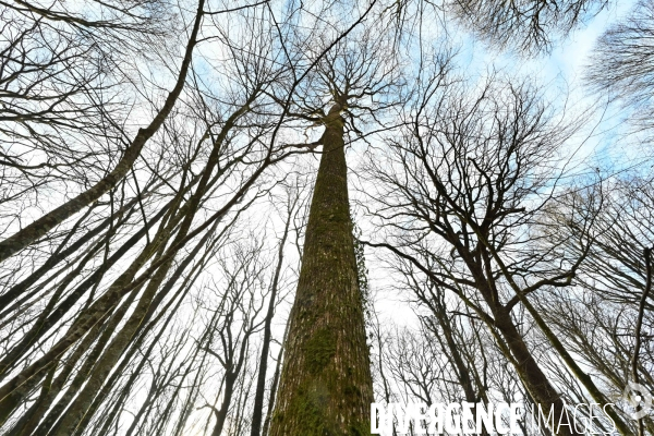 Des chênes centenaires, des forêts du Perche, pour reconstruire Notre-Dame de Paris