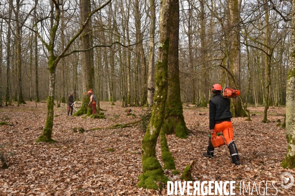 Des chênes centenaires, des forêts du Perche, pour reconstruire Notre-Dame de Paris