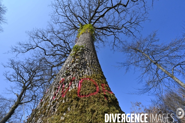 Des chênes centenaires, des forêts du Perche, pour reconstruire Notre-Dame de Paris