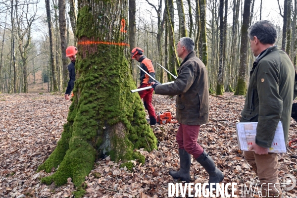 Des chênes centenaires, des forêts du Perche, pour reconstruire Notre-Dame de Paris