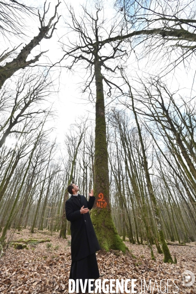 Des chênes centenaires, des forêts du Perche, pour reconstruire Notre-Dame de Paris