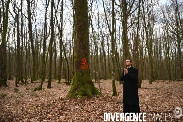 Des chênes centenaires, des forêts du Perche, pour reconstruire Notre-Dame de Paris