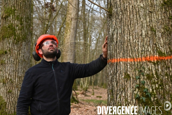 Des chênes centenaires, des forêts du Perche, pour reconstruire Notre-Dame de Paris