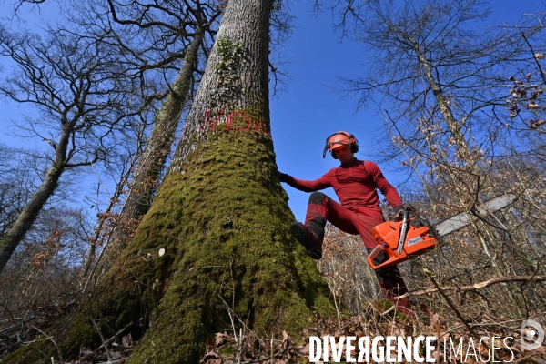 Des chênes centenaires, des forêts du Perche, pour reconstruire Notre-Dame de Paris