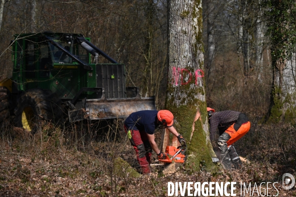 Des chênes centenaires, des forêts du Perche, pour reconstruire Notre-Dame de Paris