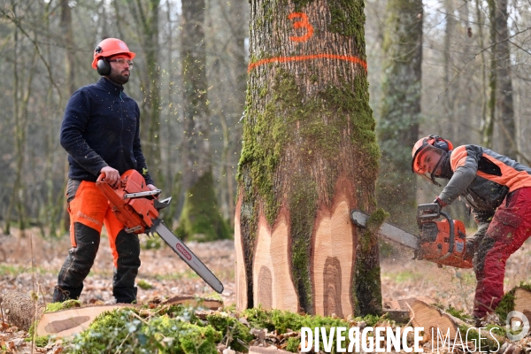 Des chênes centenaires, des forêts du Perche, pour reconstruire Notre-Dame de Paris