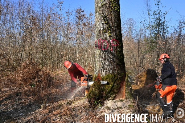 Des chênes centenaires, des forêts du Perche, pour reconstruire Notre-Dame de Paris