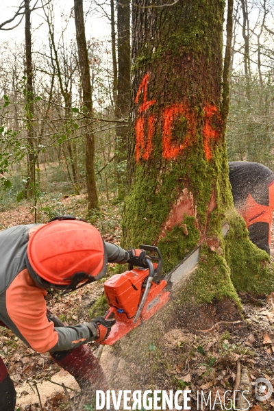 Des chênes centenaires, des forêts du Perche, pour reconstruire Notre-Dame de Paris