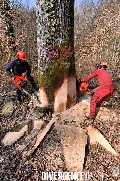 Des chênes centenaires, des forêts du Perche, pour reconstruire Notre-Dame de Paris