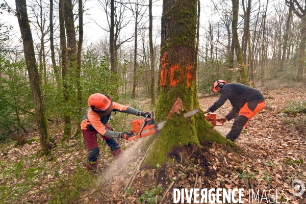 Des chênes centenaires, des forêts du Perche, pour reconstruire Notre-Dame de Paris