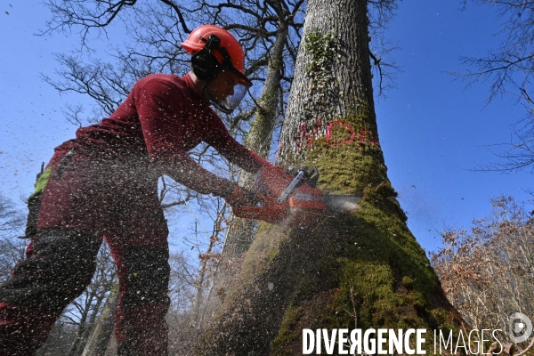 Des chênes centenaires, des forêts du Perche, pour reconstruire Notre-Dame de Paris