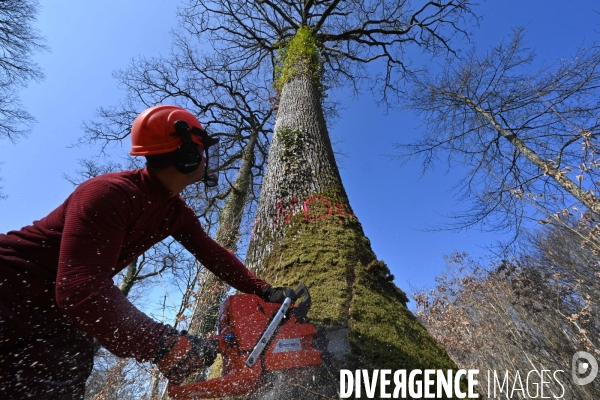 Des chênes centenaires, des forêts du Perche, pour reconstruire Notre-Dame de Paris