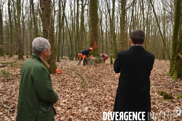 Des chênes centenaires, des forêts du Perche, pour reconstruire Notre-Dame de Paris