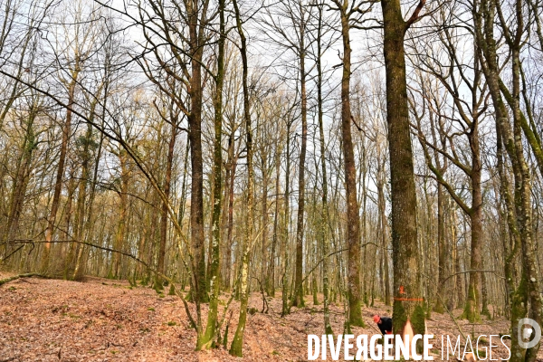 Des chênes centenaires, des forêts du Perche, pour reconstruire Notre-Dame de Paris