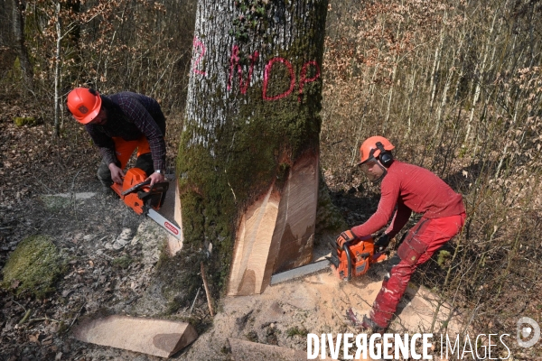 Des chênes centenaires, des forêts du Perche, pour reconstruire Notre-Dame de Paris