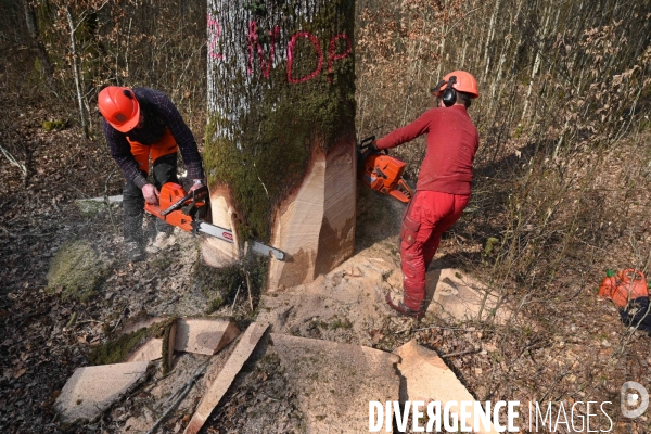 Des chênes centenaires, des forêts du Perche, pour reconstruire Notre-Dame de Paris