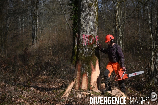 Des chênes centenaires, des forêts du Perche, pour reconstruire Notre-Dame de Paris