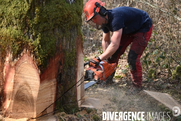 Des chênes centenaires, des forêts du Perche, pour reconstruire Notre-Dame de Paris