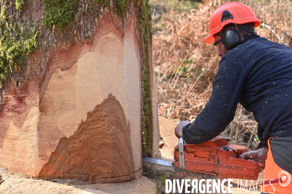 Des chênes centenaires, des forêts du Perche, pour reconstruire Notre-Dame de Paris