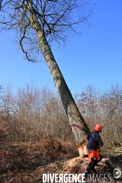 Des chênes centenaires, des forêts du Perche, pour reconstruire Notre-Dame de Paris