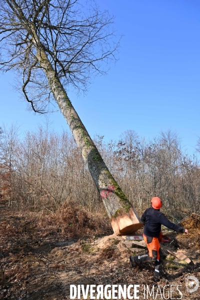 Des chênes centenaires, des forêts du Perche, pour reconstruire Notre-Dame de Paris