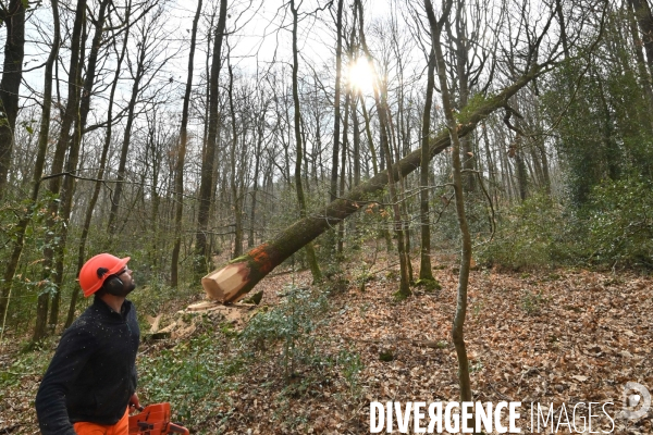 Des chênes centenaires, des forêts du Perche, pour reconstruire Notre-Dame de Paris