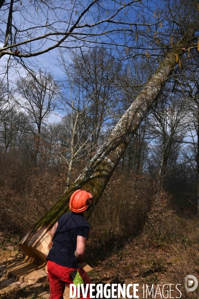 Des chênes centenaires, des forêts du Perche, pour reconstruire Notre-Dame de Paris