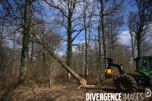 Des chênes centenaires, des forêts du Perche, pour reconstruire Notre-Dame de Paris