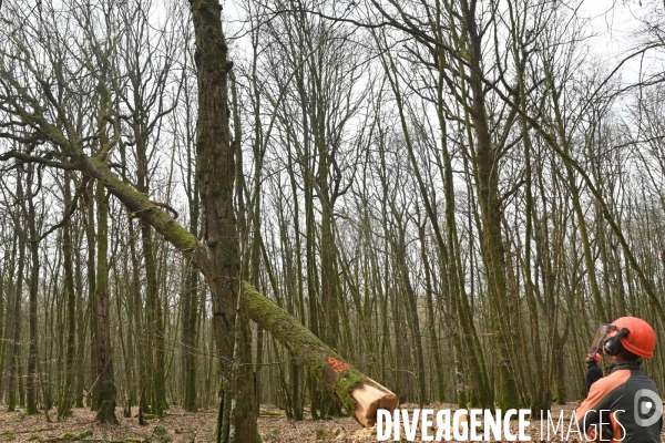 Des chênes centenaires, des forêts du Perche, pour reconstruire Notre-Dame de Paris