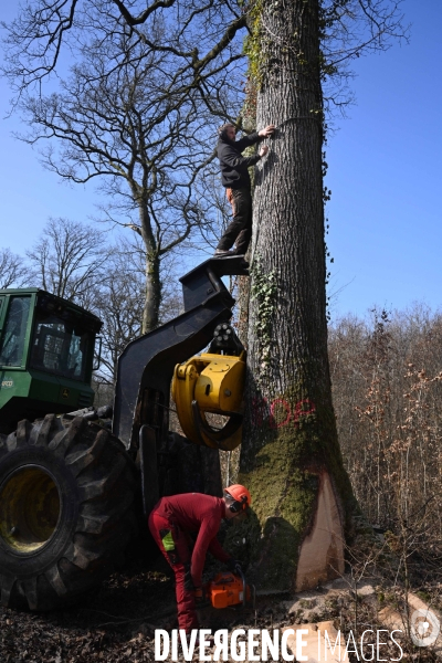 Des chênes centenaires, des forêts du Perche, pour reconstruire Notre-Dame de Paris