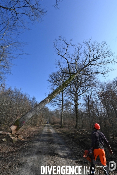 Des chênes centenaires, des forêts du Perche, pour reconstruire Notre-Dame de Paris