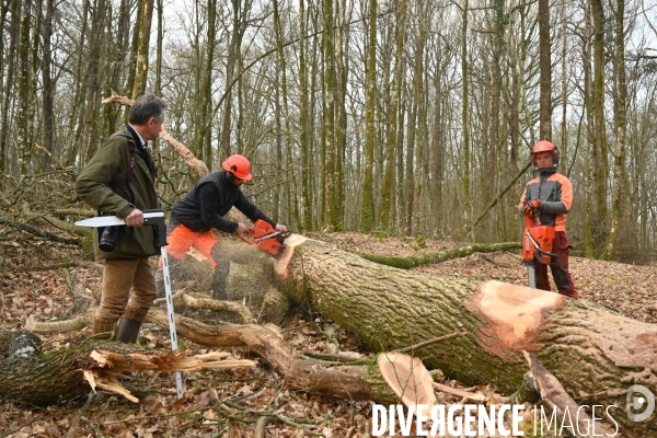 Des chênes centenaires, des forêts du Perche, pour reconstruire Notre-Dame de Paris