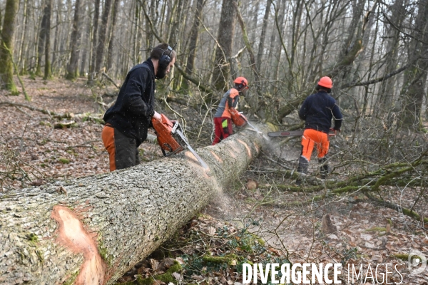 Des chênes centenaires, des forêts du Perche, pour reconstruire Notre-Dame de Paris