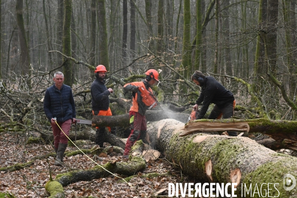 Des chênes centenaires, des forêts du Perche, pour reconstruire Notre-Dame de Paris