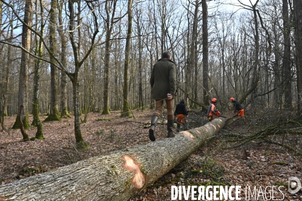 Des chênes centenaires, des forêts du Perche, pour reconstruire Notre-Dame de Paris