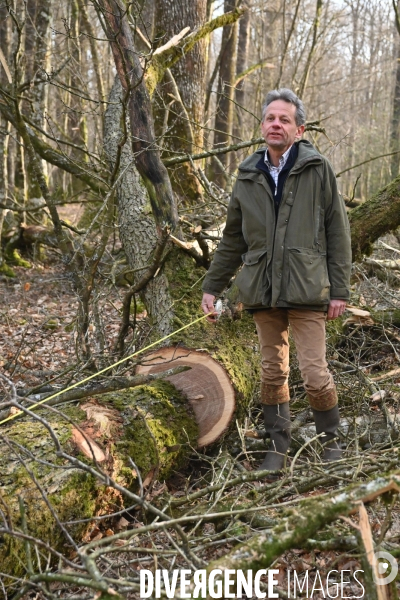 Des chênes centenaires, des forêts du Perche, pour reconstruire Notre-Dame de Paris