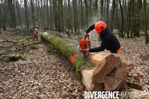 Des chênes centenaires, des forêts du Perche, pour reconstruire Notre-Dame de Paris