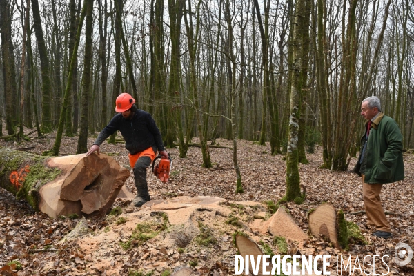 Des chênes centenaires, des forêts du Perche, pour reconstruire Notre-Dame de Paris