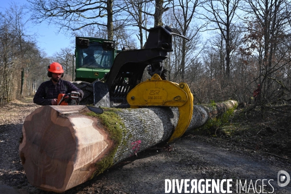 Des chênes centenaires, des forêts du Perche, pour reconstruire Notre-Dame de Paris