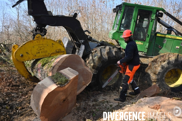 Des chênes centenaires, des forêts du Perche, pour reconstruire Notre-Dame de Paris