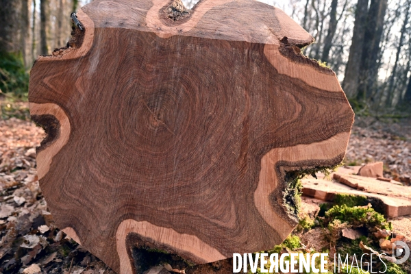 Des chênes centenaires, des forêts du Perche, pour reconstruire Notre-Dame de Paris