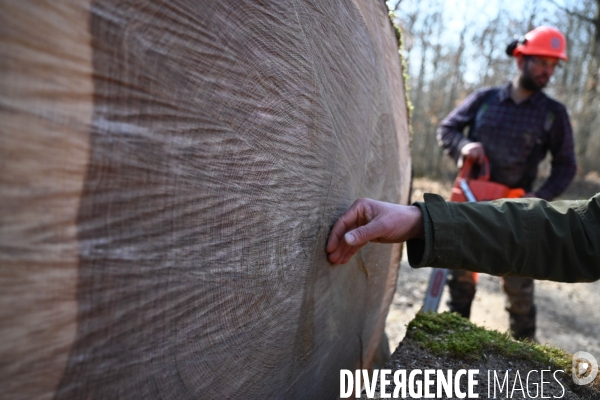 Des chênes centenaires, des forêts du Perche, pour reconstruire Notre-Dame de Paris