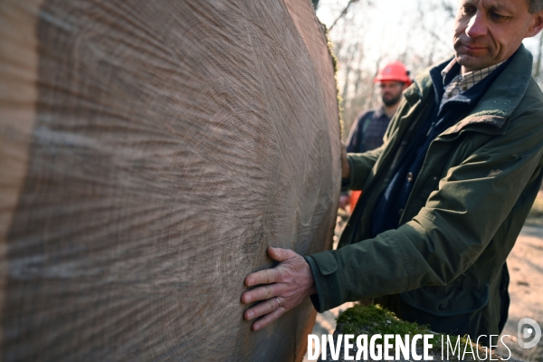 Des chênes centenaires, des forêts du Perche, pour reconstruire Notre-Dame de Paris