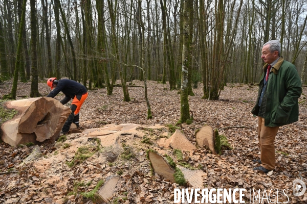 Des chênes centenaires, des forêts du Perche, pour reconstruire Notre-Dame de Paris