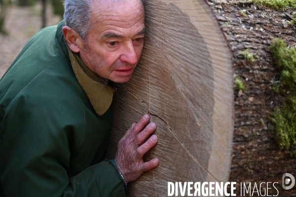 Des chênes centenaires, des forêts du Perche, pour reconstruire Notre-Dame de Paris