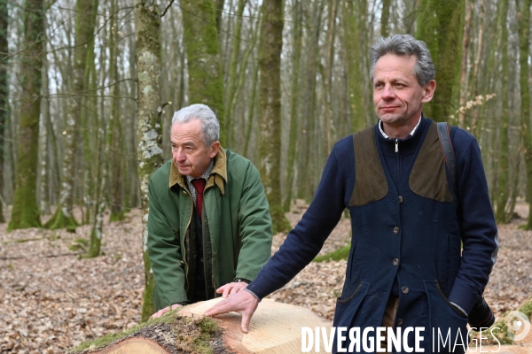 Des chênes centenaires, des forêts du Perche, pour reconstruire Notre-Dame de Paris