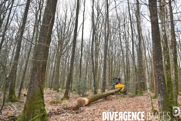 Des chênes centenaires, des forêts du Perche, pour reconstruire Notre-Dame de Paris