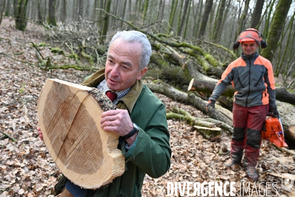 Des chênes centenaires, des forêts du Perche, pour reconstruire Notre-Dame de Paris