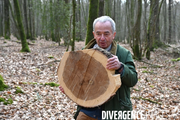 Des chênes centenaires, des forêts du Perche, pour reconstruire Notre-Dame de Paris