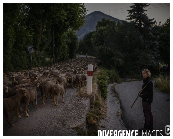 Le long de la Transbassealpine Digne-Nice ( la montée à l estive )